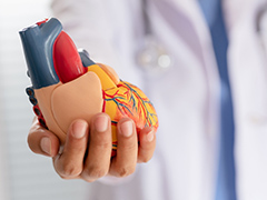 A hand holiding a model of a human heart