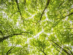 looking up into tree canopy