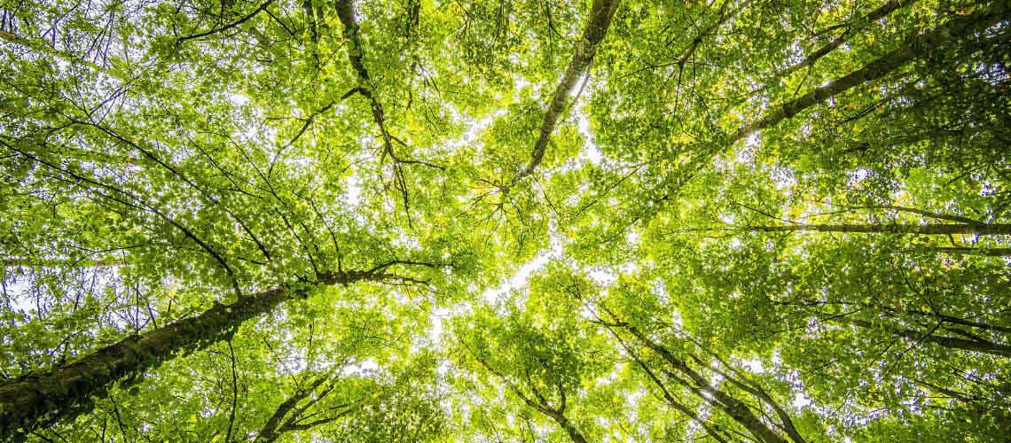 Looking up into a tree canopy