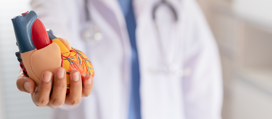 Close up of a doctor holind a model heart